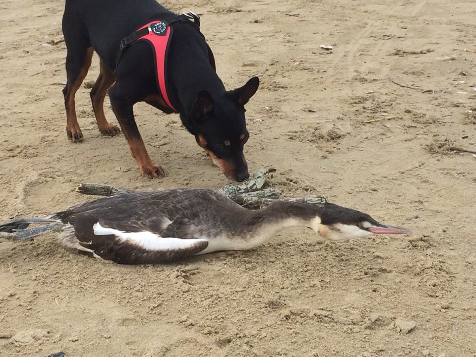 vabb�, mi arrendo . .